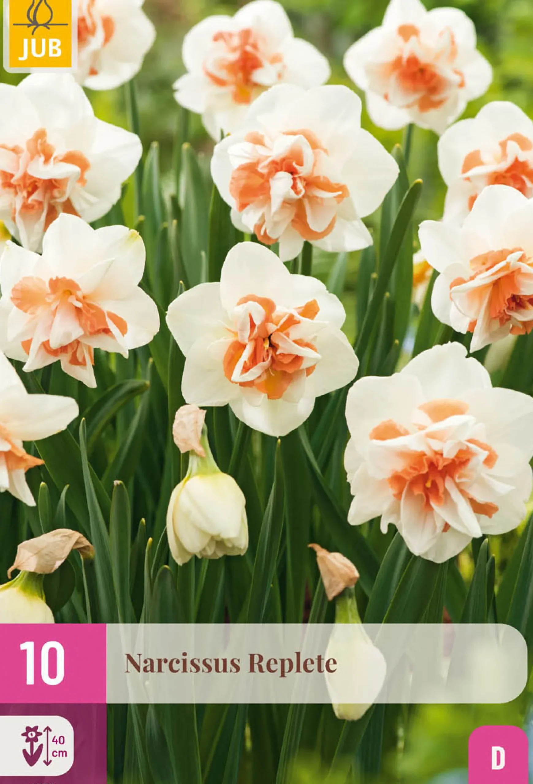 10 bloembollen narcissus replete|ohgreen Best