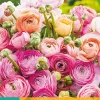 10 bloembollen ranunculus pastel mix|ohgreen Sale
