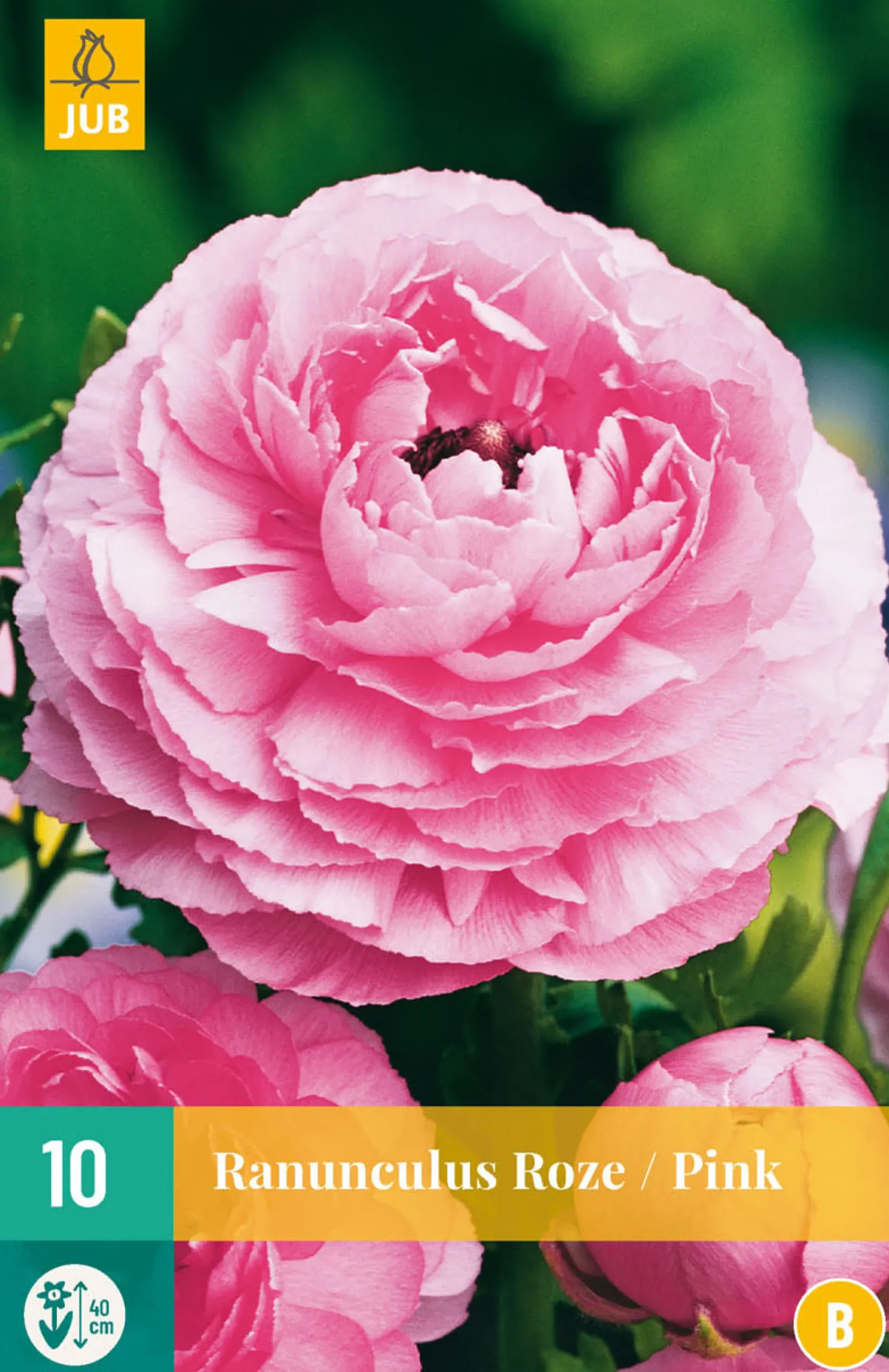 10 bloembollen ranunculus roze|ohgreen Online