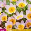 5 bloembollen0 tulipa bakeri lilac wonder|ohgreen Clearance