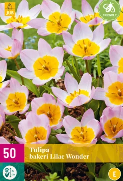 5 bloembollen0 tulipa bakeri lilac wonder|ohgreen Clearance