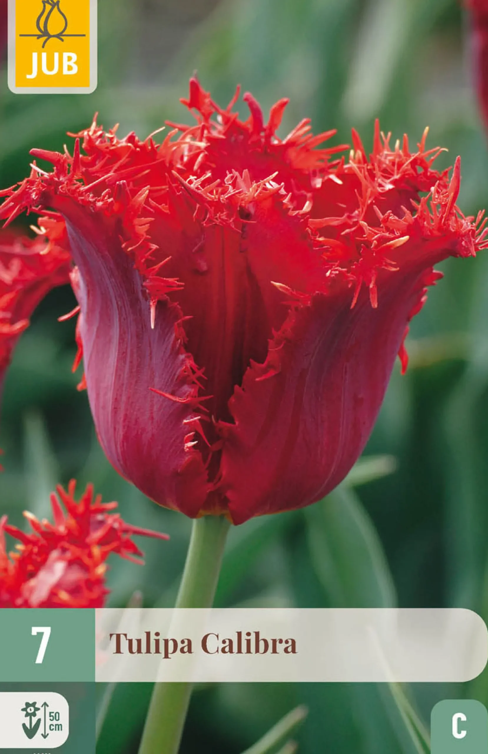 7 bloembollen tulipa calibra|ohgreen New