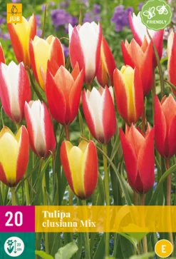 20 bloembollen tulipa clusiana mix|ohgreen Best
