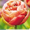 5 bloembollen tulipa copper image|ohgreen Online