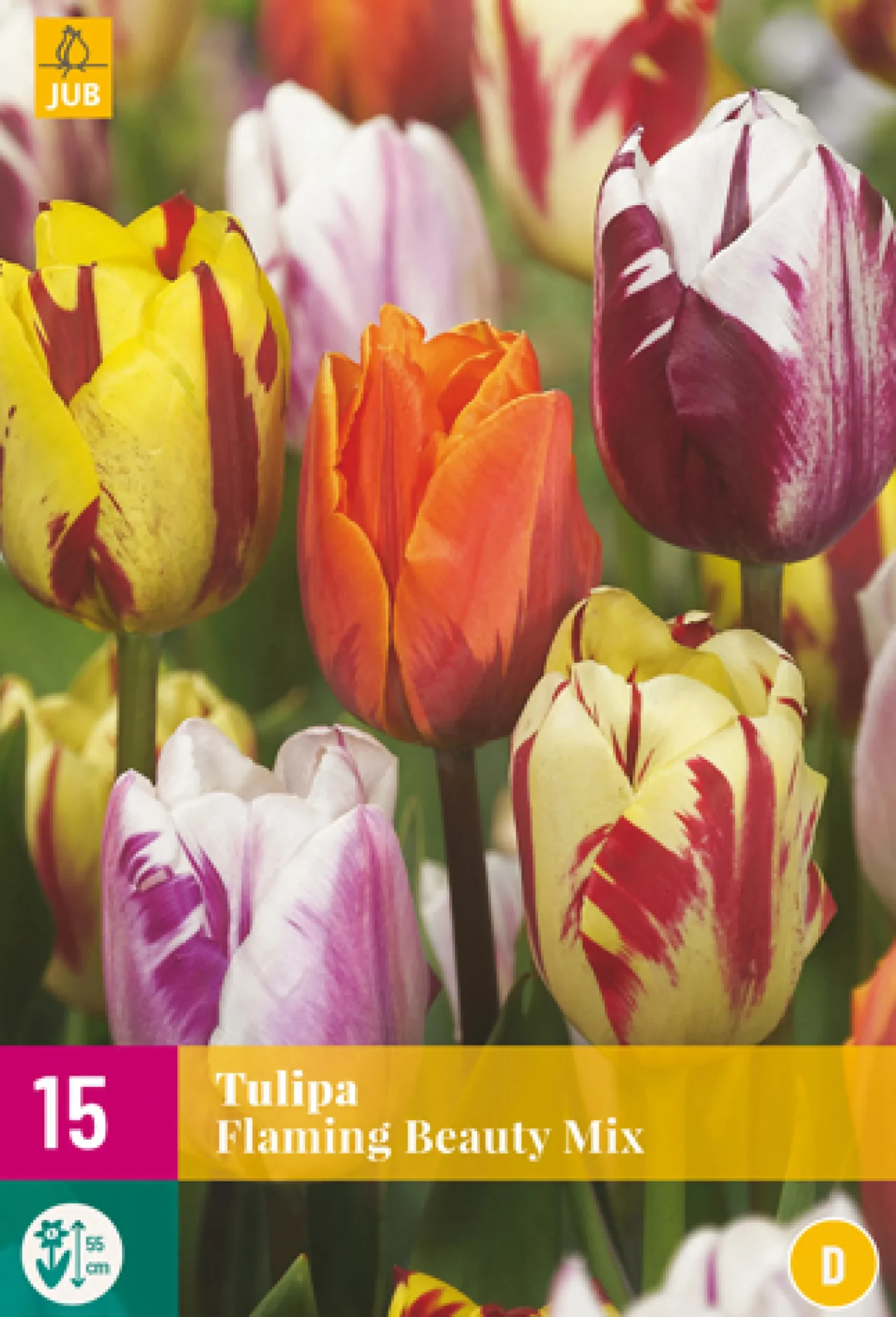 15 bloembollen tulipa flaming beauty mix|ohgreen Hot