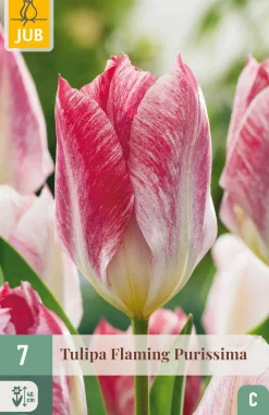 7 bloembollen tulipa flaming purissima|ohgreen Online