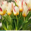 7 bloembollen tulipa floresta|ohgreen New