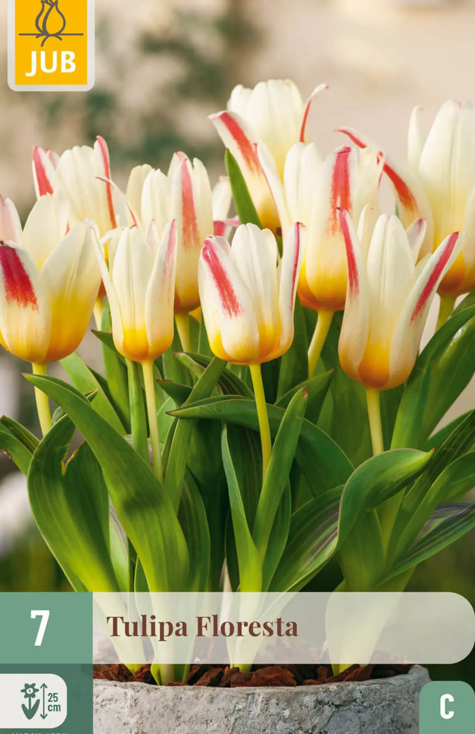 7 bloembollen tulipa floresta|ohgreen New