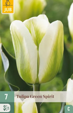 7 bloembollen tulipa green spirit|ohgreen Sale