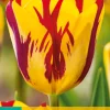 7 bloembollen tulipa helmar|ohgreen Discount