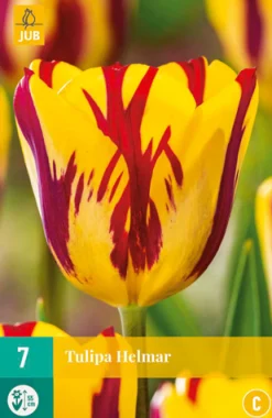 7 bloembollen tulipa helmar|ohgreen Discount