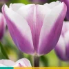 7 bloembollen tulipa librije|ohgreen Sale
