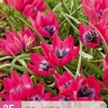 25 bloembollen tulipa little beauty|ohgreen Best