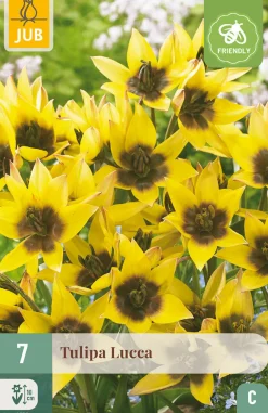 7 bloembollen tulipa lucca|ohgreen Online