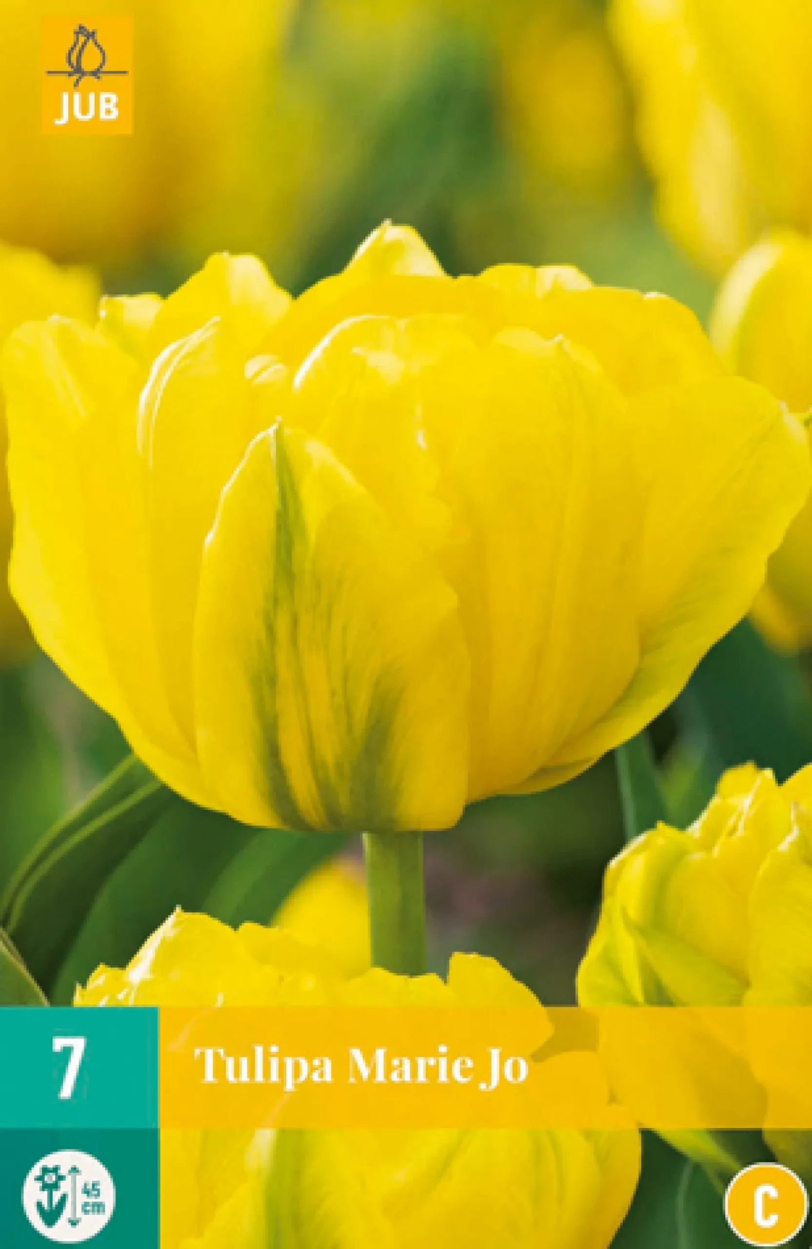 7 bloembollen tulipa marie jo|ohgreen Discount