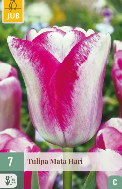 7 bloembollen tulipa mata hari|ohgreen Hot