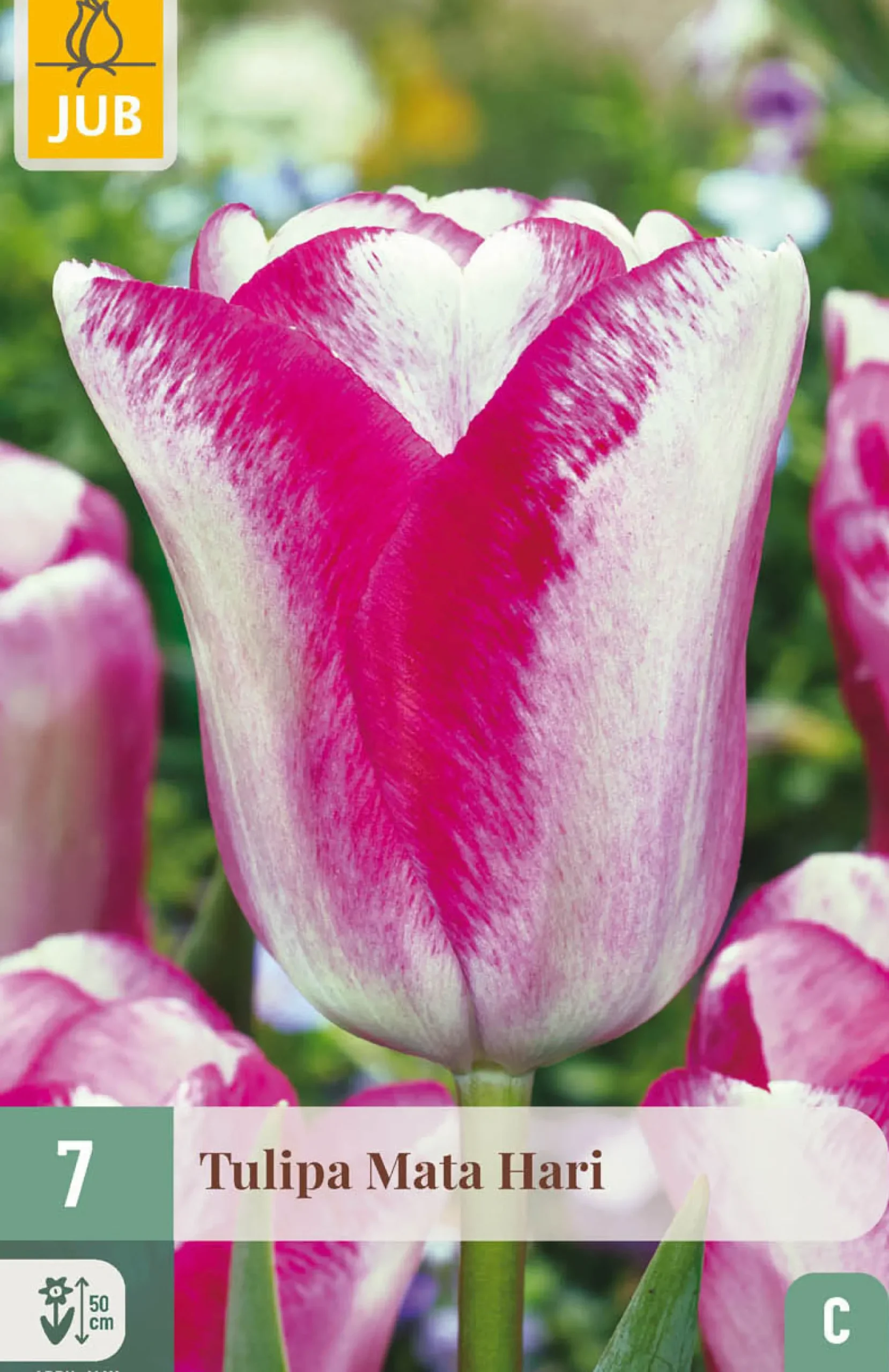 7 bloembollen tulipa mata hari|ohgreen Hot