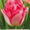 7 bloembollen tulipa pink delight|ohgreen Outlet