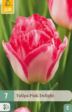 7 bloembollen tulipa pink delight|ohgreen Outlet