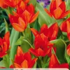 10 bloembollen tulipa praestans zwanenburg var.|ohgreen New