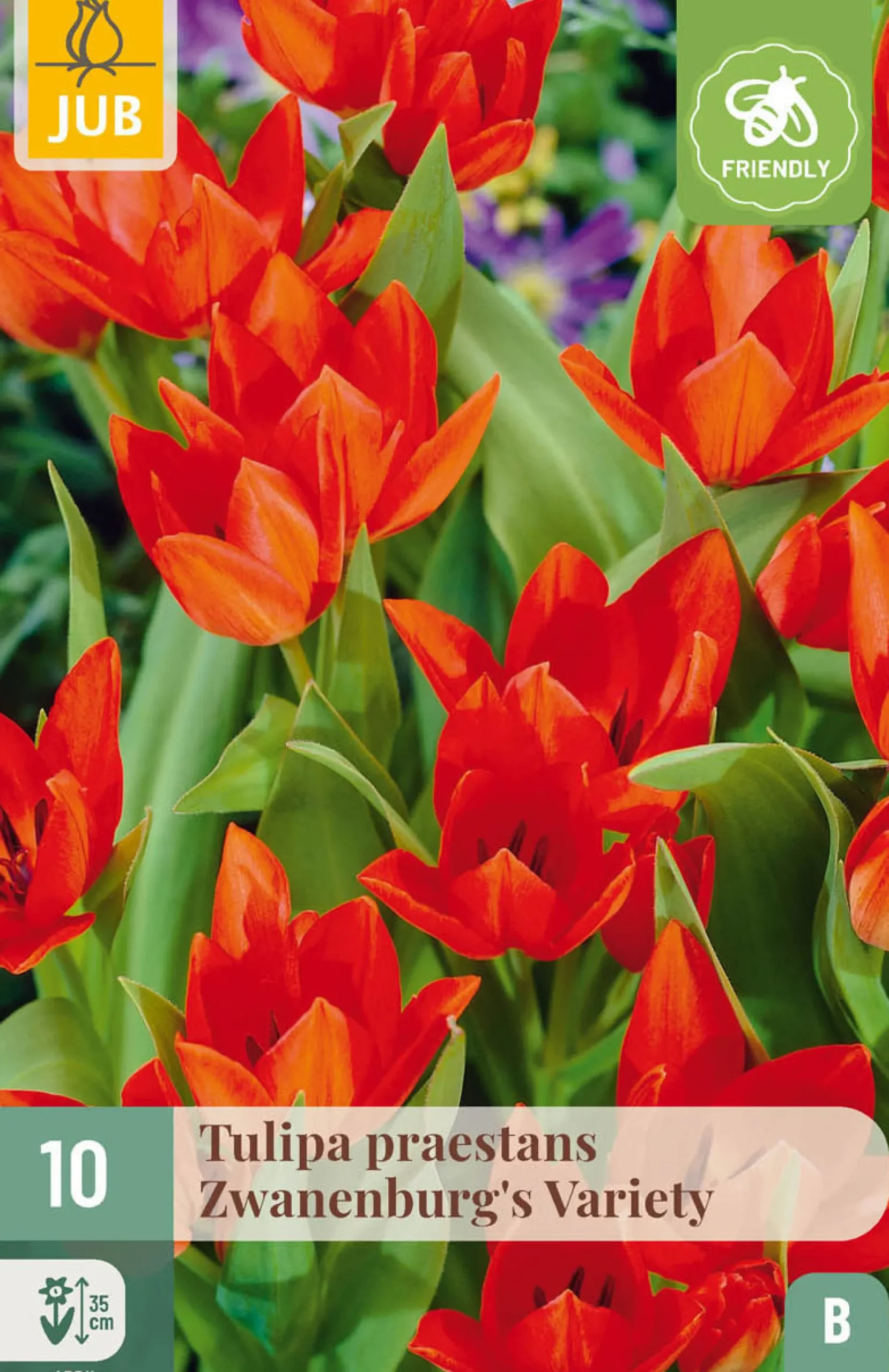 10 bloembollen tulipa praestans zwanenburg var.|ohgreen New