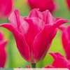 7 bloembollen tulipa pretty love|ohgreen Clearance