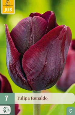 7 bloembollen tulipa ronaldo|ohgreen Outlet