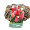 40 bloembollen tulipa roze/rood|ohgreen Outlet