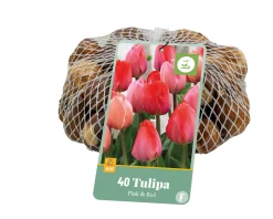 40 bloembollen tulipa roze/rood|ohgreen Outlet