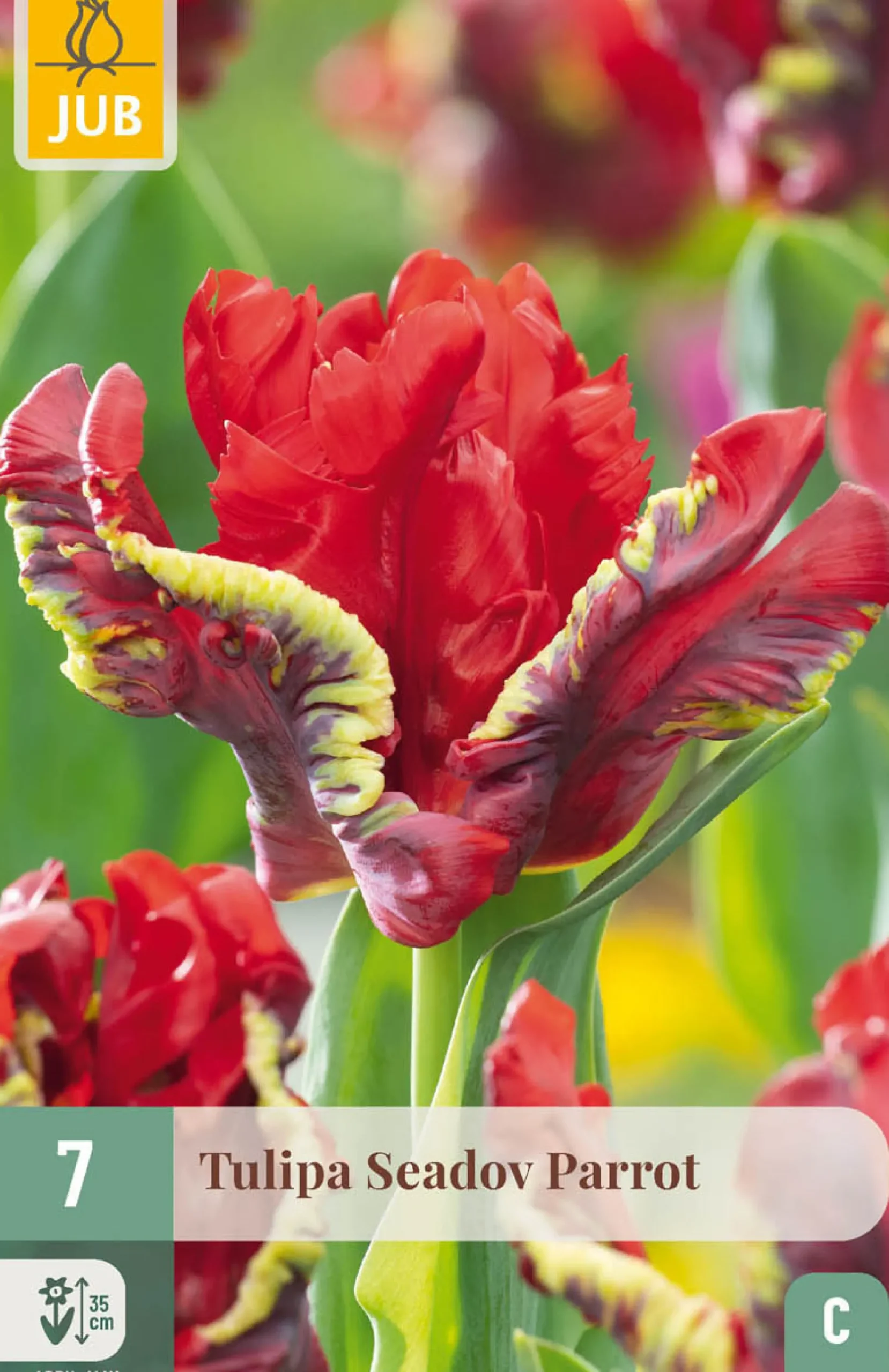7 bloembollen tulipa seadov parrot|ohgreen Discount
