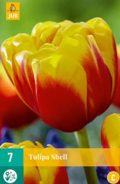 7 bloembollen tulipa shell|ohgreen Outlet
