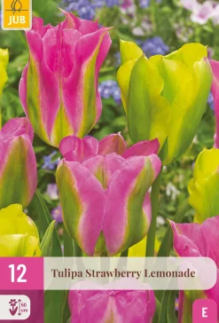 12 bloembollen tulipa strawberry lemonade|ohgreen Sale