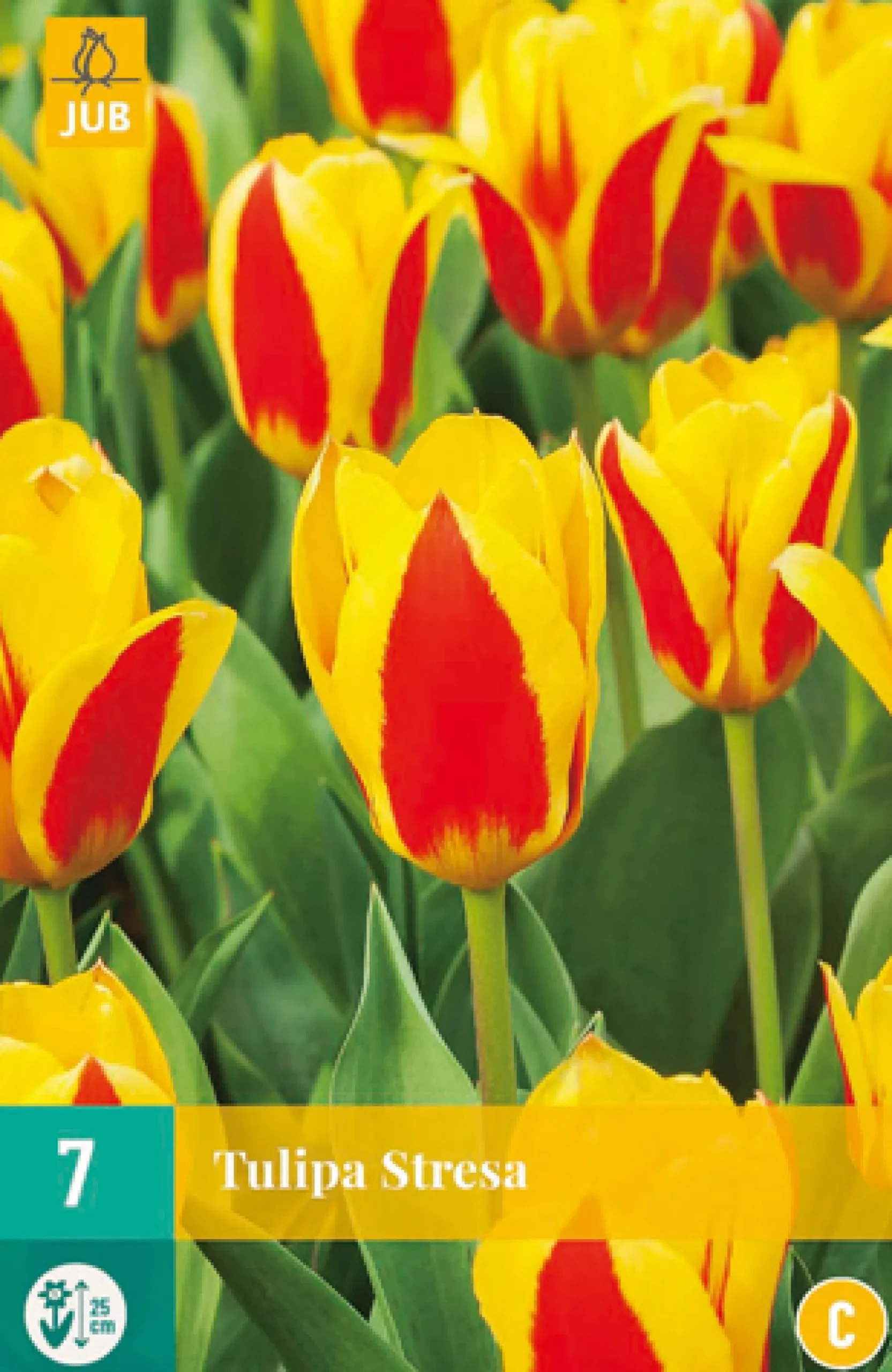 7 bloembollen tulipa stresa|ohgreen Best