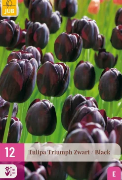 12 bloembollen tulipa triumph zwart|ohgreen