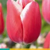 7 bloembollen tulipa universum|ohgreen