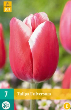 7 bloembollen tulipa universum|ohgreen