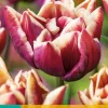 7 bloembollen tulipa wyndham|ohgreen Hot