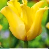 5 bloembollen tulipa yellow crown|ohgreen Discount