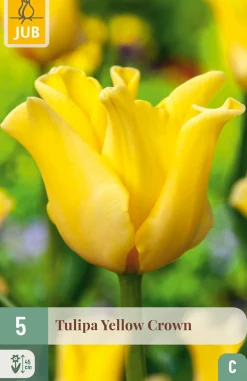 5 bloembollen tulipa yellow crown|ohgreen Discount