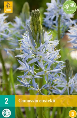 2 camassia cusickii|ohgreen Sale