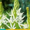 2 camassia leichtlinii alba|ohgreen Best