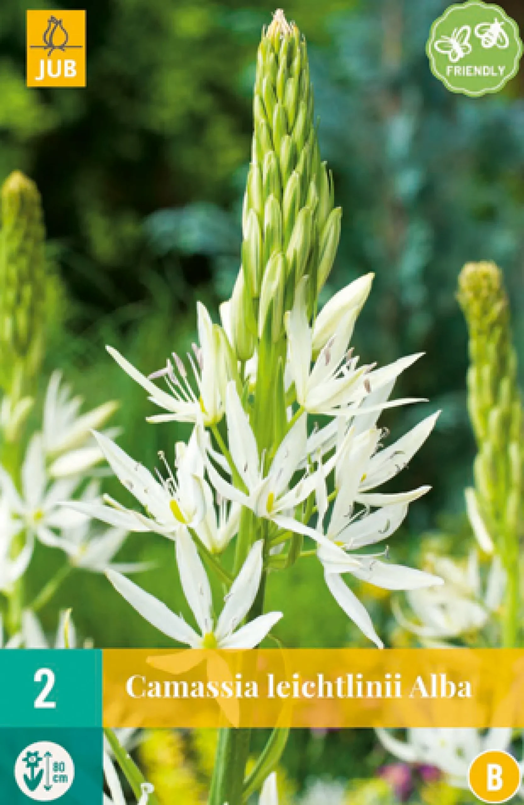 2 camassia leichtlinii alba|ohgreen Best