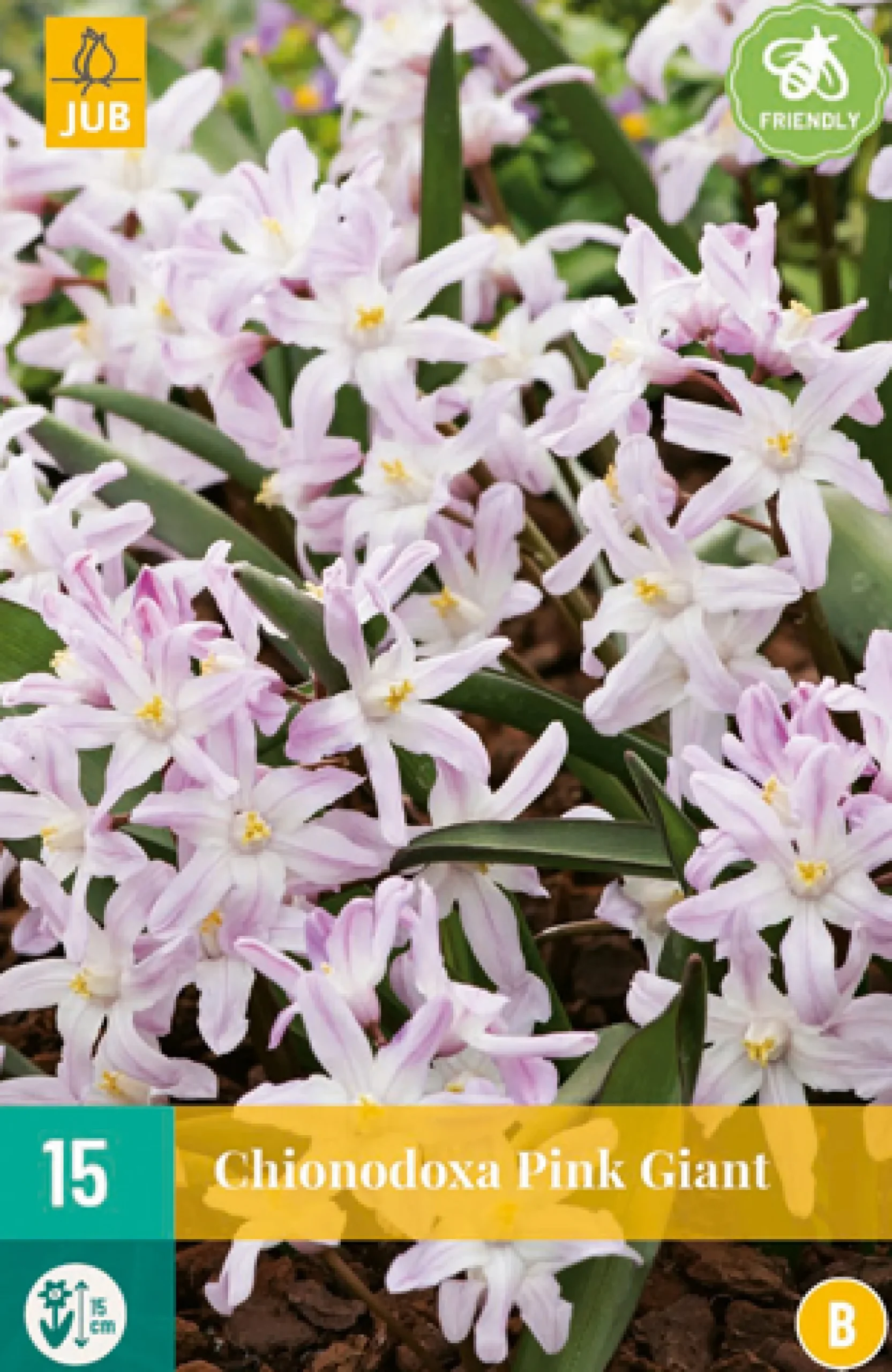 15 chionodoxa pink giant|ohgreen New
