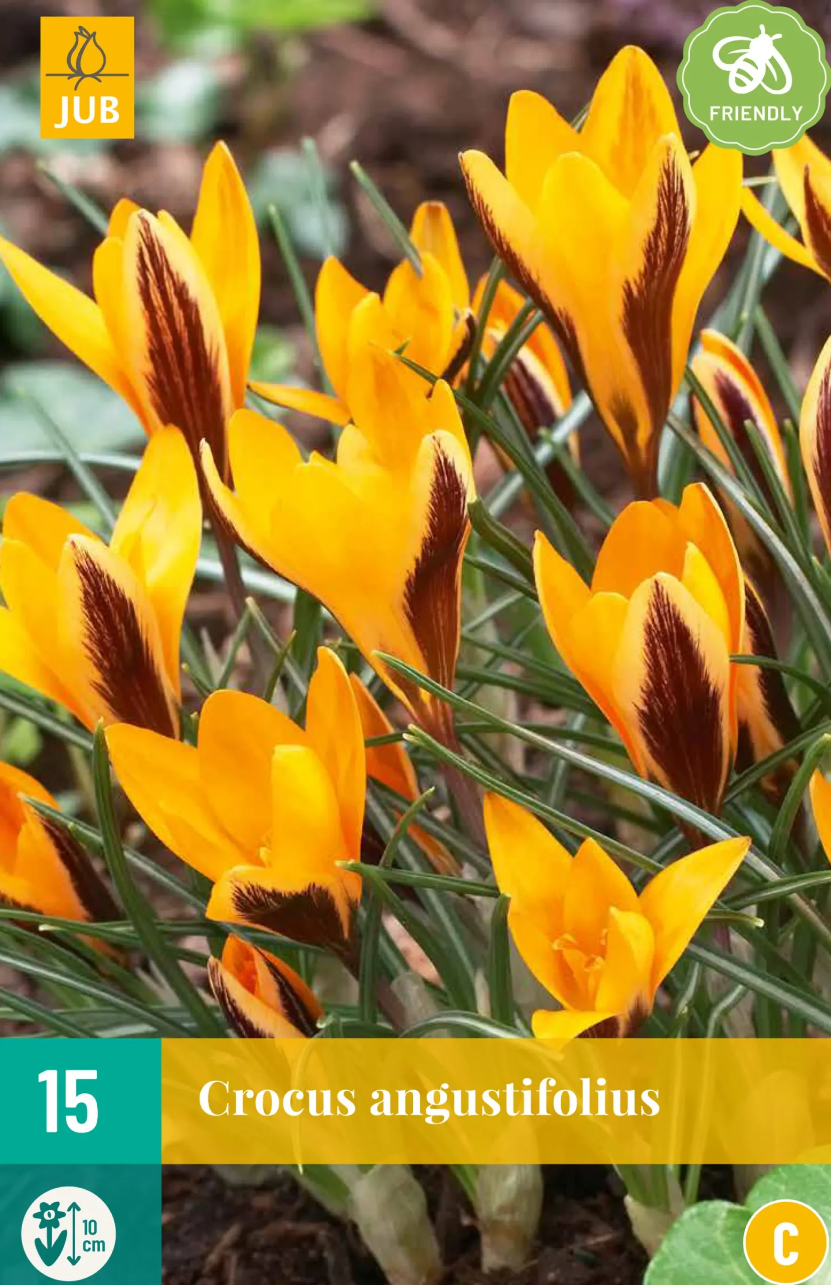 15 crocus angustifolius|ohgreen New