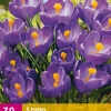 30 crocus blauw|ohgreen Hot