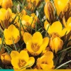 15 crocus fuscotinctus|ohgreen Discount