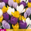 30 crocus grootbloemig mix|ohgreen