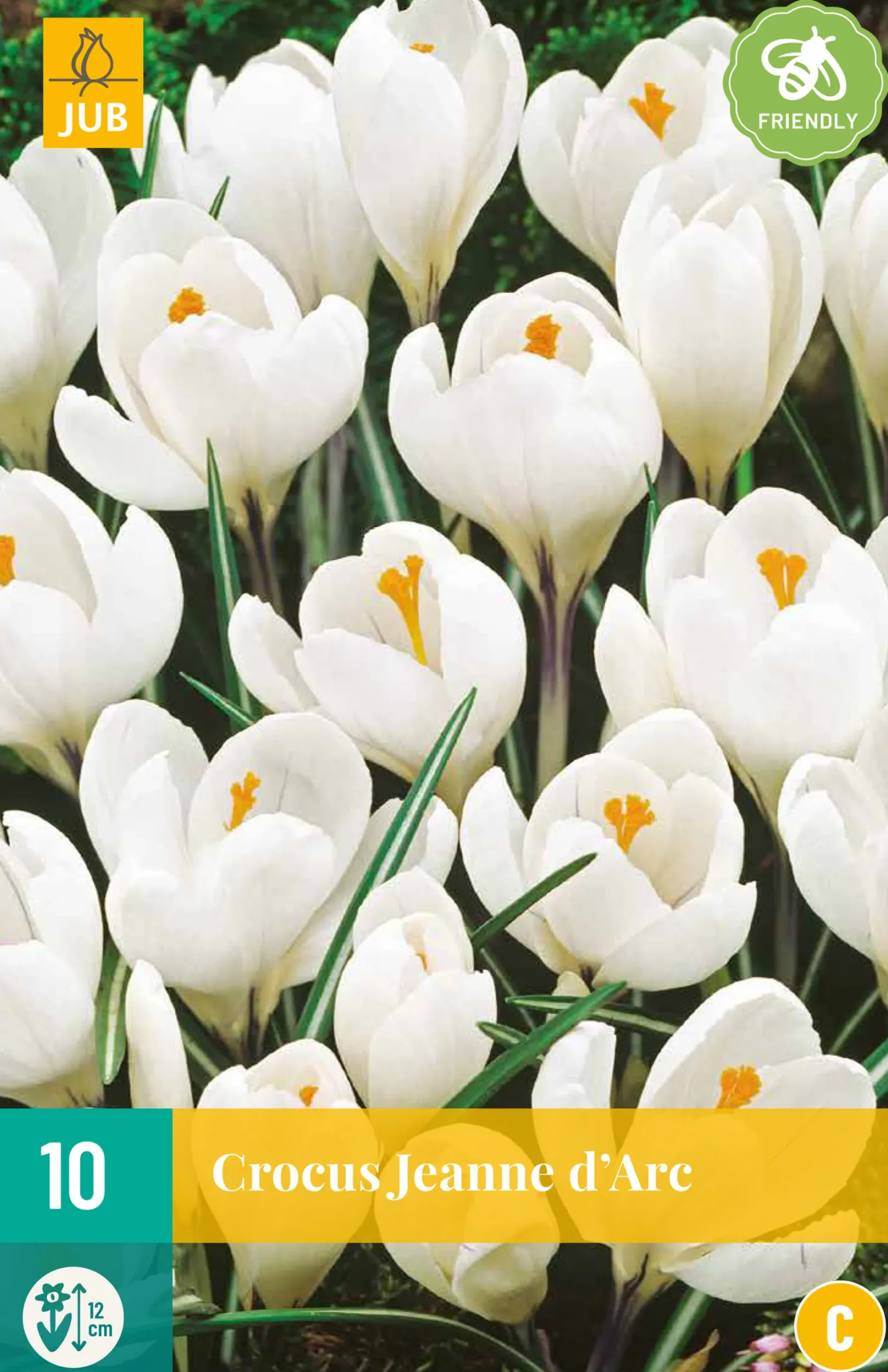 10 crocus jeanne d'arc|ohgreen Sale