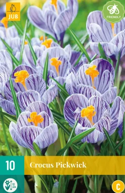 10 crocus pickwick|ohgreen Discount