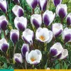 15 crocus prins claus|ohgreen Clearance